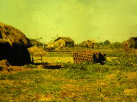 13-Drying_cattle_dung_logs