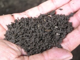 Vermi-compost-as-collected
