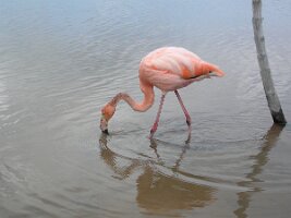 Galapagos_flamingo
