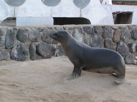 Galapagos_sealion_on_beach