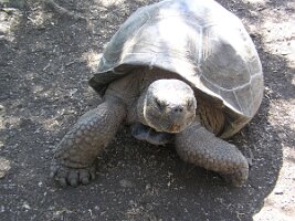 Galapagos_tortoise