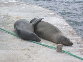 Galapagos_two_sealion7