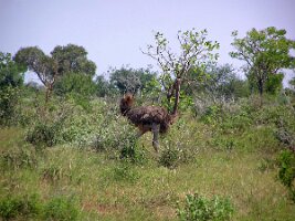 Kenya_Ostrich