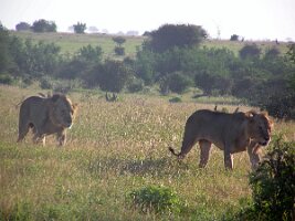 Kenya_two_lions
