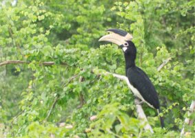 Sri_Lanka_Hornbill