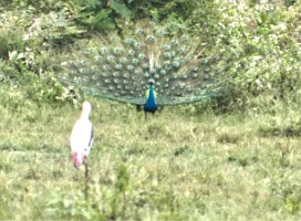 Sri_Lanka_Stork and peacock